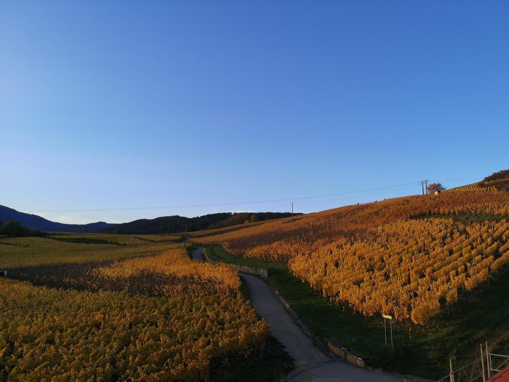 Cocon De Caractere Au Coeur Des Vignes Alsaciennes Apartment Бергхайм Екстериор снимка